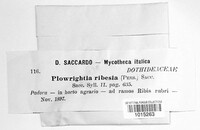 Dothiora ribesia image
